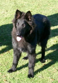 Thorn 5 months old. Photo: Bellshill