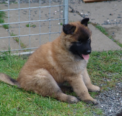 Eldarion 6 weeks old