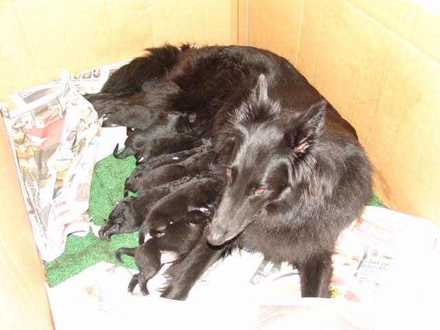 1 week old puppies