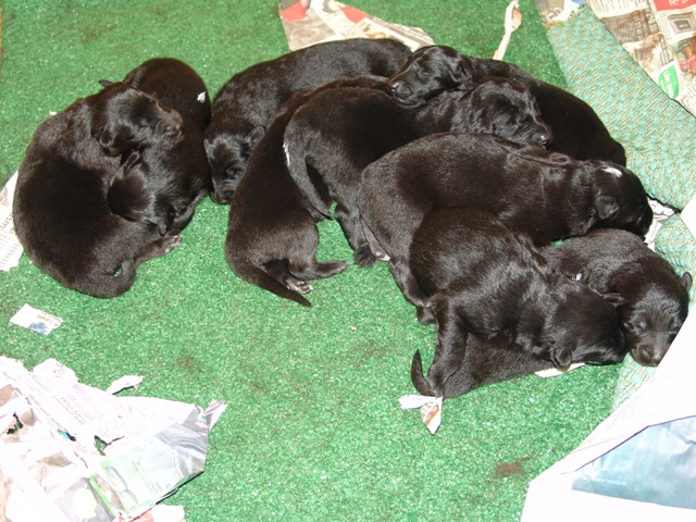 1 week old puppies